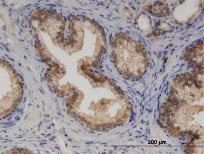 Immunohistochemistry-Paraffin: CYP7B1 Antibody (2B11) [H00009420-M06]