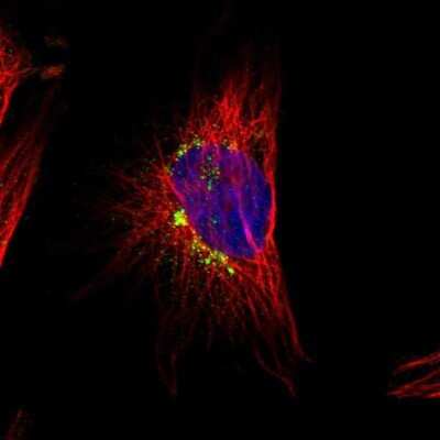 Immunocytochemistry/ Immunofluorescence: CYREN Antibody [NBP1-82120]