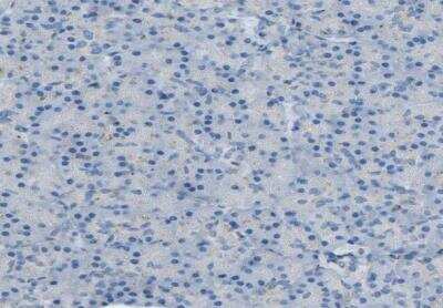 Immunohistochemistry-Paraffin: CYREN Antibody [NBP1-82120]