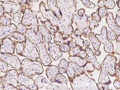 Immunohistochemistry-Paraffin: CYTIP Antibody [NBP2-97434]