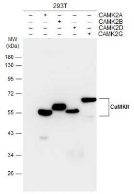 Western Blot: CaM Kinase II Antibody (GT4811) [NBP3-13508]