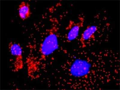 Proximity Ligation Assay: CaM Kinase II gamma Antibody [H00000818-D01P]