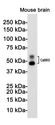 Western Blot: CaMKII beta Antibody (S05-9G5) [NBP3-19590]