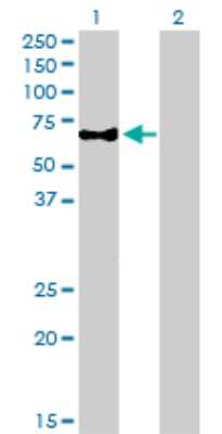 Western Blot: CaMKK alpha Antibody (1F6) [H00084254-M01]