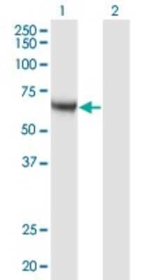 Western Blot: CaMKK alpha Antibody (4A11) [H00084254-M04]