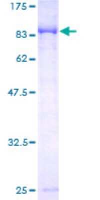 SDS-PAGE: Recombinant Human CaMKV GST (N-Term) Protein [H00079012-P01]