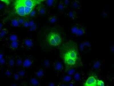 Immunocytochemistry/ Immunofluorescence: Cadherin-13 Antibody (OTI3H6) - Azide and BSA Free [NBP2-70385]