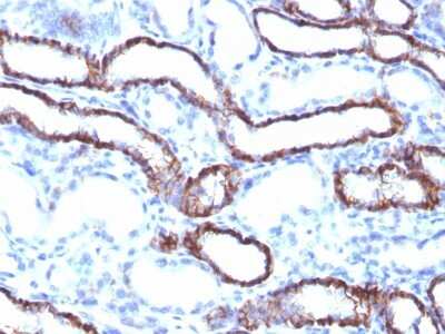 Immunohistochemistry-Paraffin: Cadherin-16 Antibody (CDH16/1071) - Azide and BSA Free [NBP2-47745]