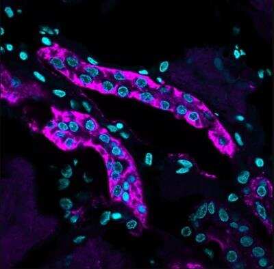 Immunohistochemistry-Paraffin: Cadherin-16 Antibody (CDH16/1071) [NBP2-45157]