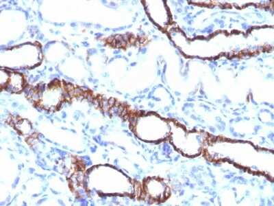 Immunohistochemistry-Paraffin: Cadherin-16 Antibody (CDH16/1532R) [NBP2-53221]