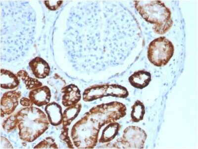 Immunohistochemistry-Paraffin: Cadherin-16 Antibody (CDH16/2125) [NBP2-79722]