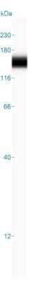 Simple Western: Cadherin-17 Antibody [NBP1-88239]