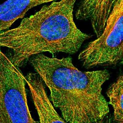 Immunocytochemistry/ Immunofluorescence: Cadherin-26 Antibody [NBP2-57189]