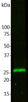 Western Blot: Calbindin D-28K Antibody (4H7) [NBP2-50048]