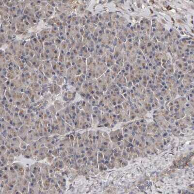 Immunohistochemistry-Paraffin: Calcium Activated Nucleotidase 1/CANT1 Antibody [NBP1-87083]