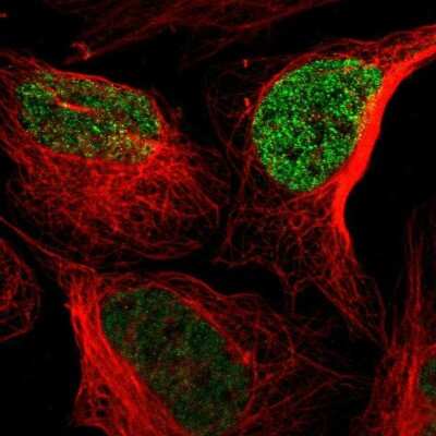 Immunocytochemistry/ Immunofluorescence: Calcium Channel Flower Homolog Antibody [NBP1-84307]
