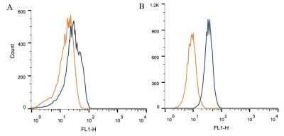 Flow Cytometry: Calcium-sensing R/CaSR Antibody (HL 1499) - Azide and BSA Free [NBP2-80607]