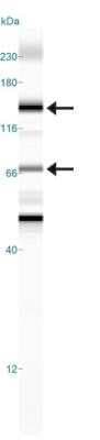 Simple Western: Calcium-sensing R/CaSR Antibody (HL 1499)Azide and BSA Free [NBP2-80607]