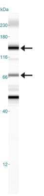 Simple Western: Calcium-sensing R/CaSR Antibody (HL 1499)BSA Free [NB100-1830]