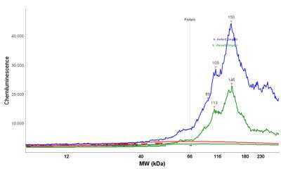Simple Western: Caldesmon/CALD1 Antibody (h-CALD) [NBP2-44421]