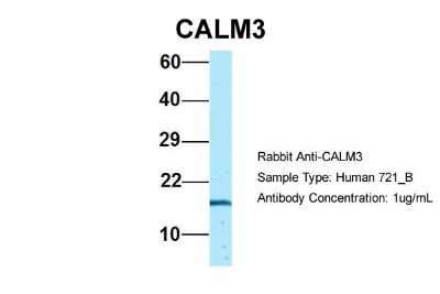 Western Blot: Calmodulin 3 Antibody [NBP1-98474]