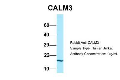 Western Blot: Calmodulin 3 Antibody [NBP1-98474]