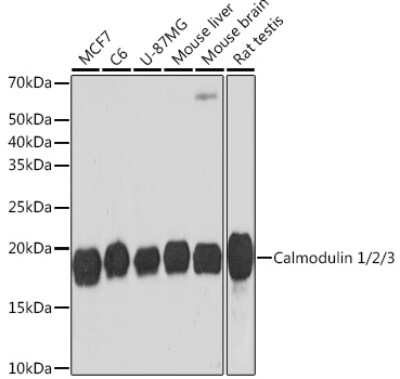 Western Blot: Calmodulin Antibody (10W3Y7) [NBP3-16500]