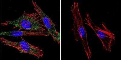 Immunocytochemistry/ Immunofluorescence: Calmodulin Antibody (2D1) - BSA Free [NB120-2860]