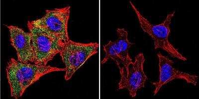 Immunocytochemistry/ Immunofluorescence: Calmodulin Antibody (2D1) - BSA Free [NB120-2860]