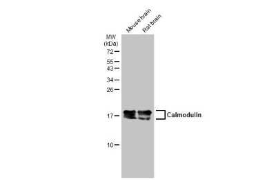 Western Blot: Calmodulin Antibody (GT117) [NBP3-13635]