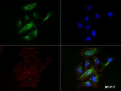 Immunocytochemistry/ Immunofluorescence: Calnexin Antibody (1C2.2D11) - Azide and BSA Free [NBP2-80608]