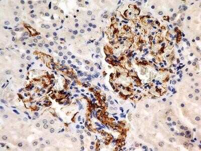 Immunocytochemistry: Calnexin Antibody (1C2.2D11) - Azide and BSA Free [NBP2-80608]