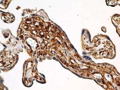 Immunohistochemistry-Paraffin: Calnexin Antibody (1C2.2D11) - Azide and BSA Free [NBP2-80608]