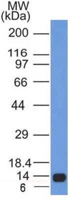 Western Blot: Calnexin Antibody (1C2.2D11)Azide and BSA Free [NBP2-80608]