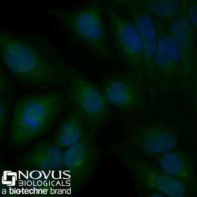 Immunocytochemistry/ Immunofluorescence: Calnexin Antibody (1C2.2D11) - BSA Free [NBP2-36570]