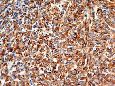 Immunohistochemistry-Paraffin: Calnexin Antibody (1C2.2D11) - BSA Free [NBP2-36570]