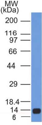 Western Blot: Calnexin Antibody (1C2.2D11)BSA Free [NBP2-36570]