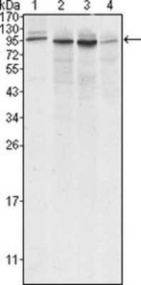Western Blot: Calnexin Antibody (3H4A7) [NBP1-47546]