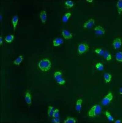 Immunocytochemistry/ Immunofluorescence: Calnexin Antibody (AF18) - BSA Free [NB300-518]