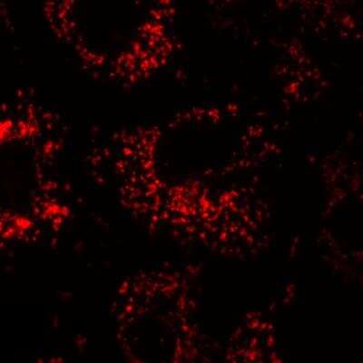 Immunocytochemistry/ Immunofluorescence: Calnexin Antibody (AF18) - BSA Free [NB300-518]
