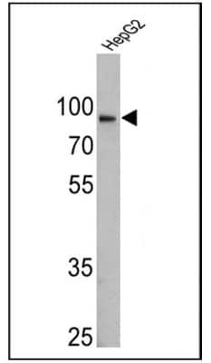 Western Blot: Calnexin Antibody (AF18)BSA Free [NB300-518]