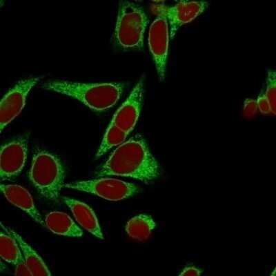 Immunocytochemistry/ Immunofluorescence: Calnexin Antibody (CANX/1541) - Azide and BSA Free [NBP2-54552]