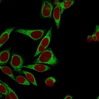 Immunocytochemistry/ Immunofluorescence: Calnexin Antibody (CANX/1541) [NBP2-53352]