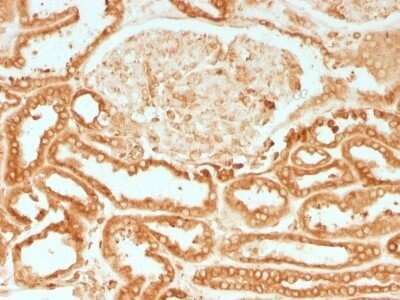 Immunohistochemistry-Paraffin: Calnexin Antibody (CANX/1541) [NBP2-53352]
