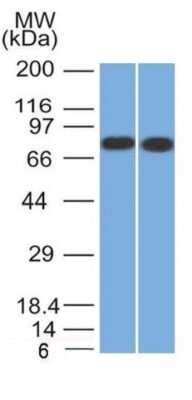 Western Blot: Calnexin Antibody (CANX/1541) [NBP2-53352]