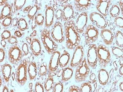 Immunohistochemistry-Paraffin: Calnexin Antibody (CANX/1543) [NBP2-79701]