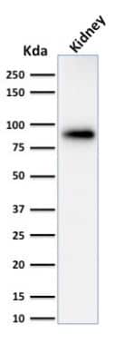 Western Blot: Calnexin Antibody (CANX/1543) [NBP2-79701]
