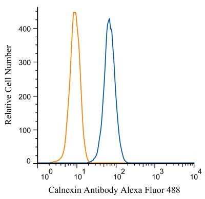 Flow Cytometry: Calnexin Antibody - BSA Free [NB100-1974]