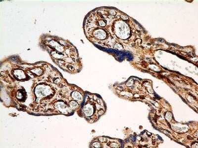 Immunocytochemistry: Calnexin Antibody (IE2.1C12) - Azide and BSA Free [NBP2-80609]