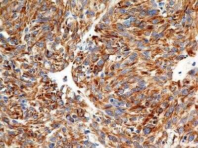 Immunohistochemistry-Paraffin: Calnexin Antibody (IE2.1C12) - Azide and BSA Free [NBP2-80609]
